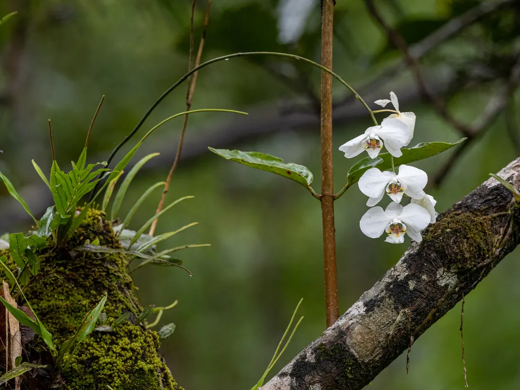 Дикий фаленопсис Phalaenopsis aphrodite на Филиппинах: в природе орхидея растёт на коре деревьев, а не в почве