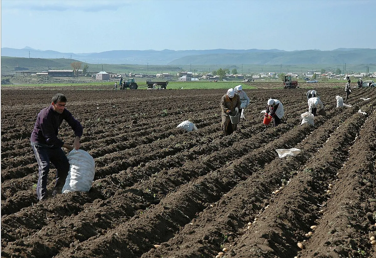 Ручна робота на картопляному полі: бульби в борознах, Вірменія