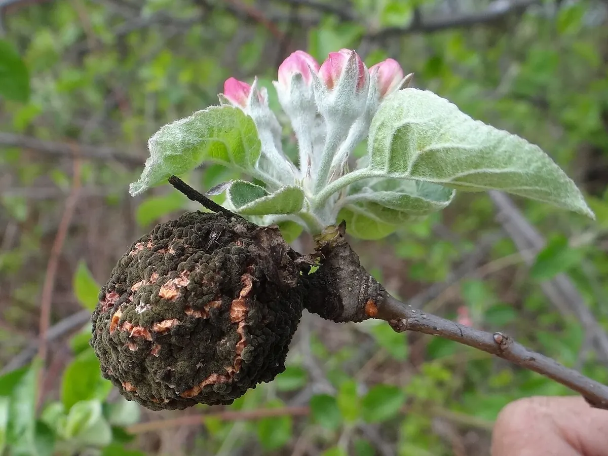 Муміфікований плід, уражений моніліозом (Monilinia fructigena), поруч із бутонами яблуні. Звідси навесні йде інфекція, проти якої обробляють Хорусом.