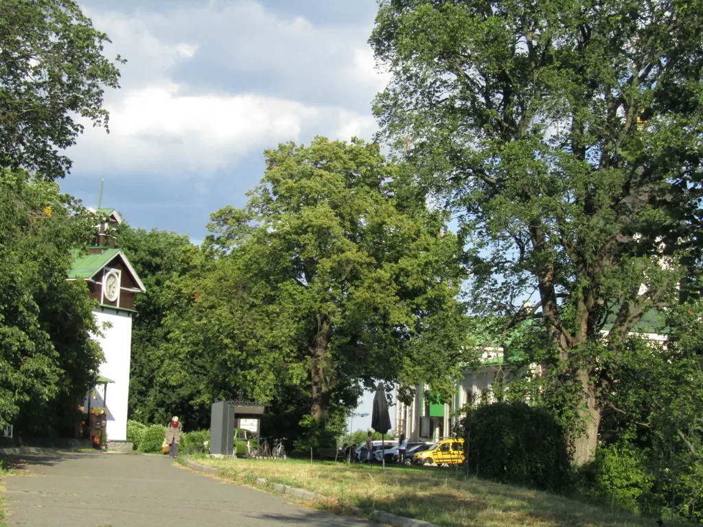 Старые липы мелколистные на улице в Киеве
