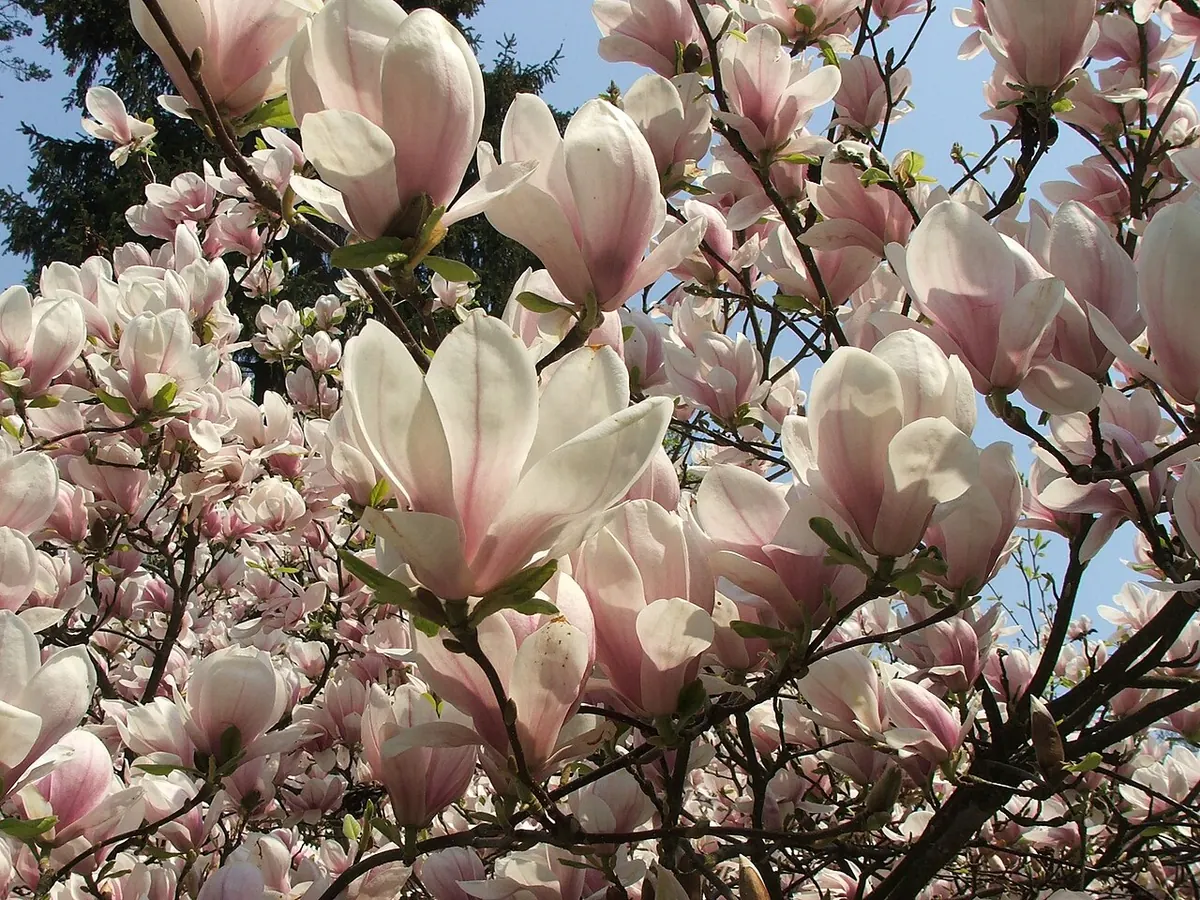 Магнолія Суланжа (Magnolia × soulangeana) у повному цвітінні, Польща