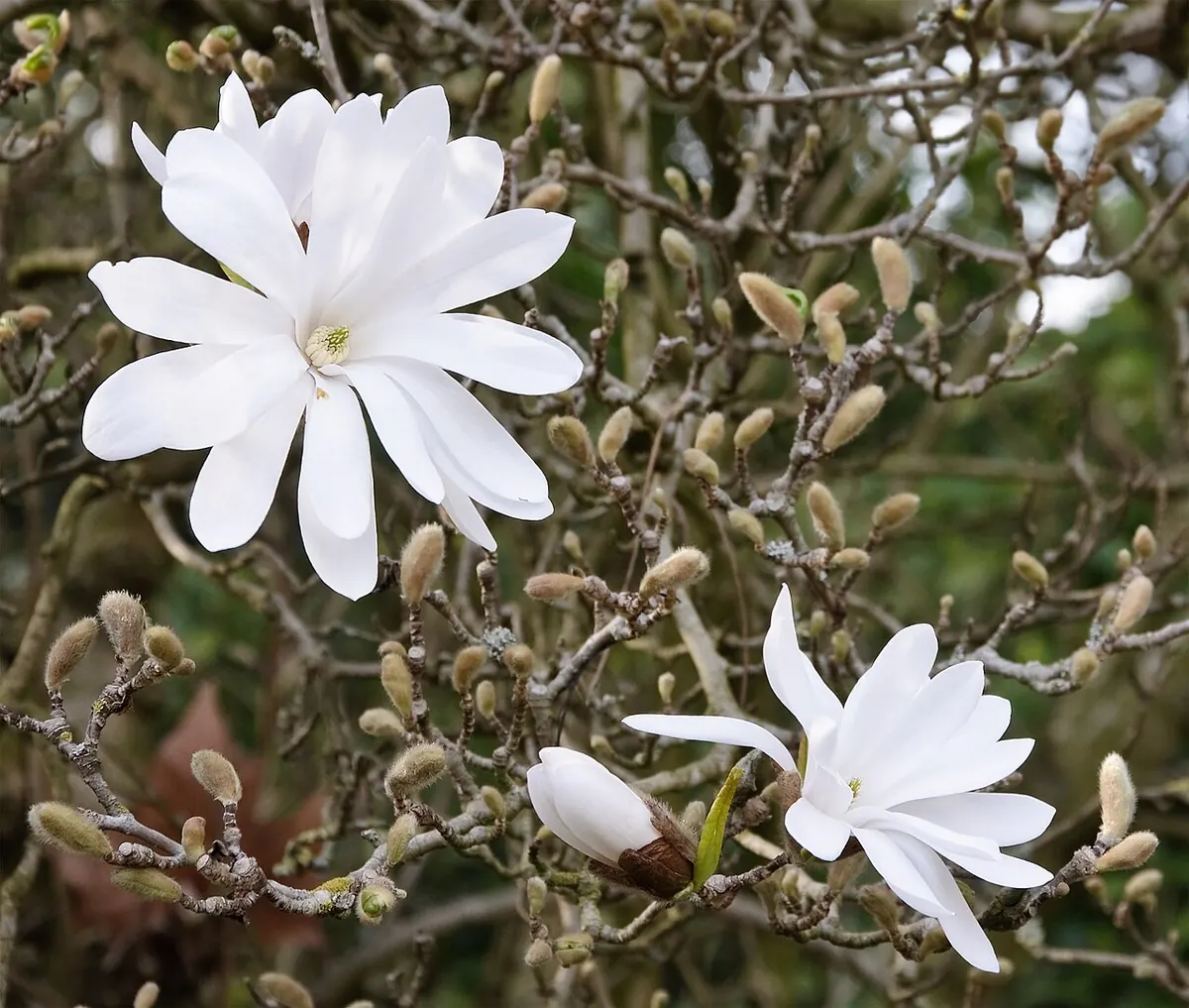 Квіти і бутони магнолії зірчастої (Magnolia stellata) у парку Багатель, Париж