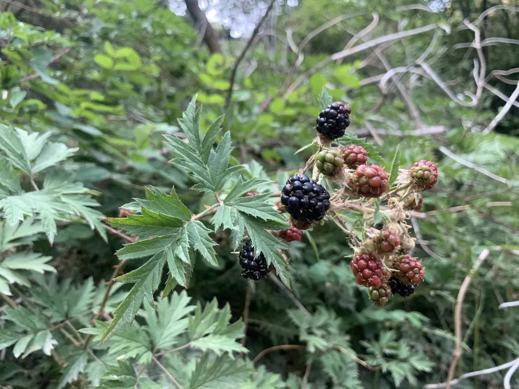 Ожина розсіченолиста (*Rubus laciniatus*) зі стиглими й недостиглими ягодами