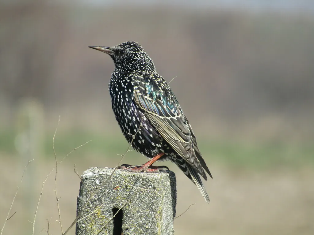 Обыкновенный скворец (Sturnus vulgaris) в зимнем оперении с белыми крапинками
