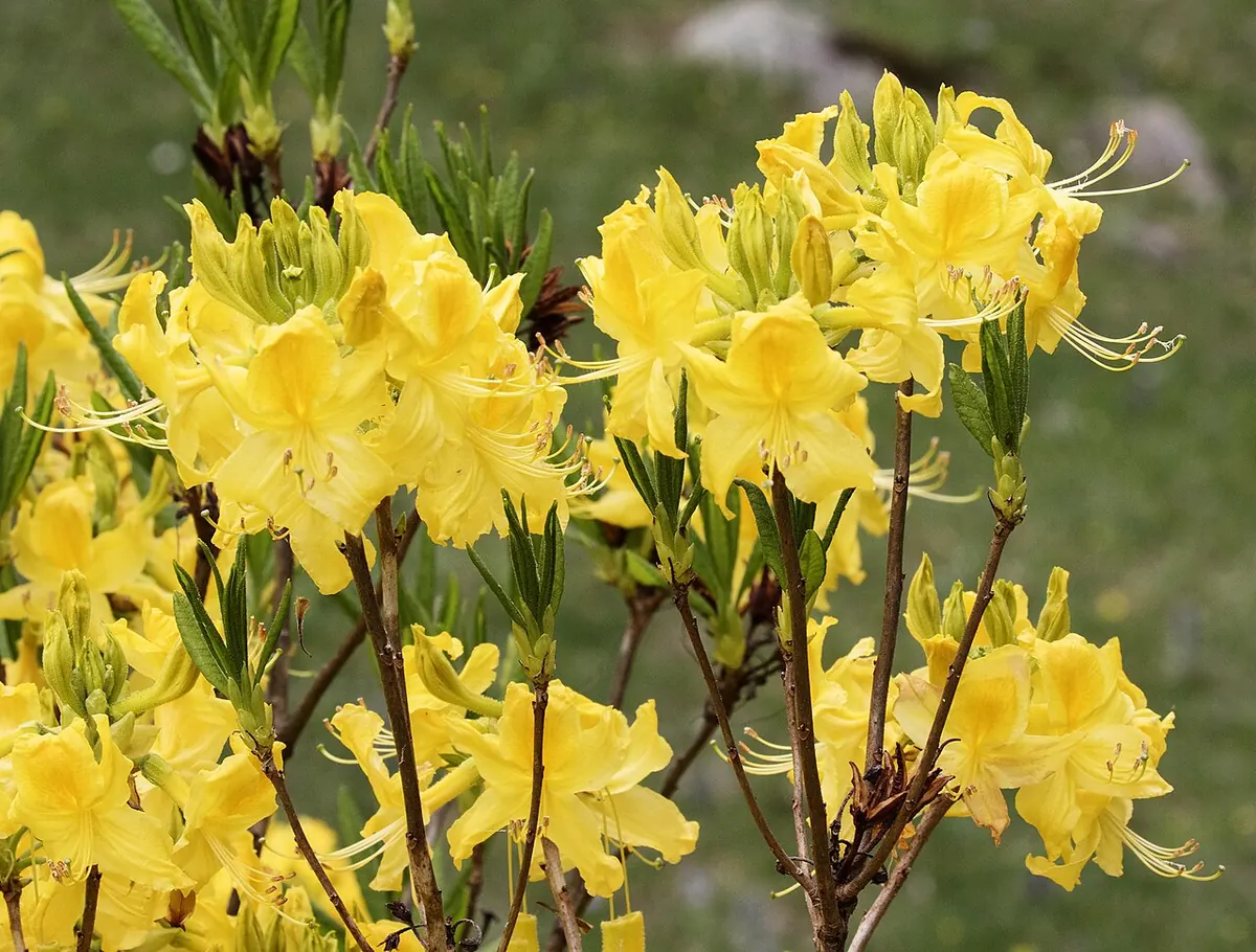 Рододендрон жовтий (Rhododendron luteum) — листопадна азалія, у природі, Туреччина