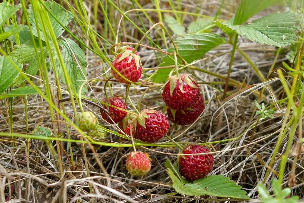 Стиглі ягоди суниці зеленої (Fragaria viridis) у траві – саме цей вид у старих джерелах називали полуницею